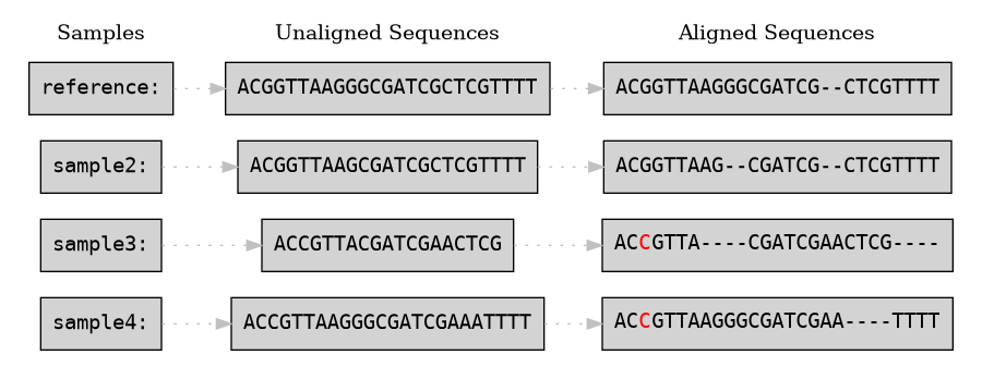 digraph Alignment {
    rankdir=LR;
    node [shape=box, style=filled, fontname="Courier"];

    subgraph cluster_sequences {
        label="Samples";
        style=rounded;
        color=grey;
        penwidth=0;

        s1 [label="reference:"];
        s2 [label="sample2:"];
        s3 [label="sample3:"];
        s4 [label="sample4:"];
    }

    subgraph cluster_unaligned {
        label="Unaligned Sequences";
        style=dotted;
        color=lightgrey;  // Slightly different color
        penwidth=0;

        u1 [label="ACGGTTAAGGGCGATCGCTCGTTTT"];
        u2 [label="ACGGTTAAGCGATCGCTCGTTTT"];
        u3 [label="ACCGTTACGATCGAACTCG"];
        u4 [label="ACCGTTAAGGGCGATCGAAATTTT"];
        u1 -> u2 [style=invis];
        u2 -> u3 [style=invis];
        u3 -> u4 [style=invis];
        {rank=same; u1; u2; u3; u4;}
    }


    subgraph cluster_alignment {
        label="Aligned Sequences";
        style=dotted;
        color=grey;
        penwidth=0;

        a1 [label="ACGGTTAAGGGCGATCG--CTCGTTTT"];
        a2 [label="ACGGTTAAG--CGATCG--CTCGTTTT"];
        a3 [label=<AC<font color="red">C</font>GTTA----CGATCGAACTCG---->]
        a4 [label=<AC<font color="red">C</font>GTTAAGGGCGATCGAA----TTTT>];
        a1 -> a2 [style=invis];
        a2 -> a3 [style=invis];
        a3 -> a4 [style=invis];

        {rank=same; a1;a2;a3;a4;} // Force alignment to same rank
    }

    // Link corresponding sample to unaligned and then aligned sequences
    s1 -> u1 [style=dotted, color=grey];
    s2 -> u2 [style=dotted, color=grey];
    s3 -> u3 [style=dotted, color=grey];
    s4 -> u4 [style=dotted, color=grey];


    u1 -> a1 [style=dotted, color=grey];
    u2 -> a2 [style=dotted, color=grey];
    u3 -> a3 [style=dotted, color=grey];
    u4 -> a4 [style=dotted, color=grey];



}