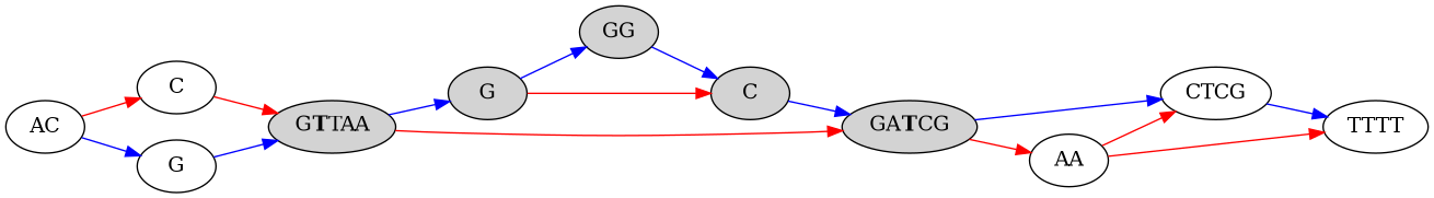 // Pangenome Representation
digraph PangenomeGraph {
    rankdir=LR; // Set graph direction to left-to-right

    // Define nodes with labels representing the genome structure
    AC [label="AC"];
    C1 [label="C"];
    G1 [label="G"];
    GTTAA [label=<G<b>T</b>TAA>, style="filled,rounded"];
    G2 [label="G", style="filled,rounded"];
    GG [label="GG", style="filled,rounded"];
    C2 [label="C", style="filled,rounded"];
    GATCG [label=<GA<b>T</b>CG>, style="filled,rounded"];
    CTCG [label="CTCG"];
    AA [label="AA"];
    TTTT [label="TTTT"];

    // Define edges showing relationships or paths between nodes
    AC -> G1 [color="blue"];
    AC -> C1 [color="red"];
    G1 -> GTTAA [color="blue"];
    C1 -> GTTAA [color="red"];
    GTTAA -> G2 [color="blue"];
    GTTAA -> GATCG [color="red"];
    G2 -> C2 [color="red"];
    G2 -> GG [color="blue"];
    GG -> C2 [color="blue"];
    C2 -> GATCG [color="blue"];
    GATCG -> CTCG [color="blue"];
    GATCG -> AA [color="red"];
    AA -> CTCG [color="red"];
    CTCG -> TTTT [color="blue"];
    AA -> TTTT [color="red"];
}
